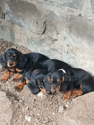 1-3 months Male Purebred Dachshund