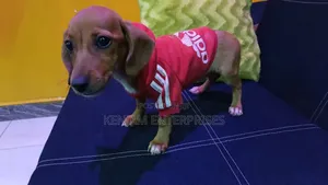 1-3 months Male Purebred Dachshund