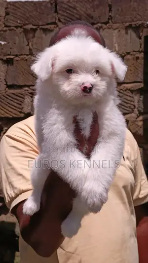 1-3 months Male Purebred Havanese
