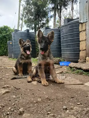 1-3 months Male Purebred German Shepherd