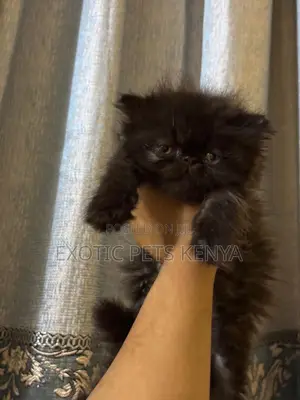 0-1 month Female Purebred Persian