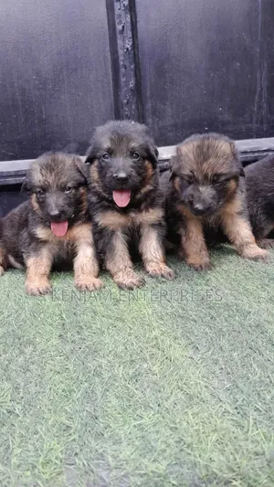 1-3 months Female Purebred German Shepherd