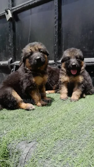1-3 months Male Purebred German Shepherd