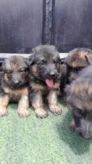 1-3 months Female Purebred German Shepherd