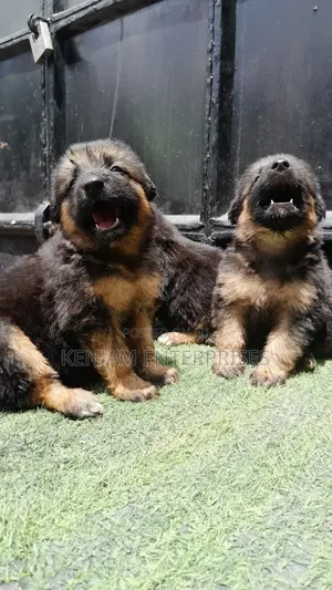 1-3 months Male Purebred German Shepherd