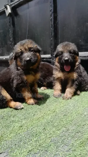 1-3 months Female Purebred German Shepherd