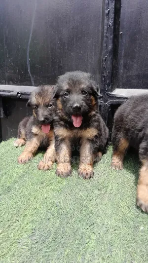 1-3 months Female Purebred German Shepherd