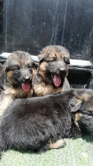 1-3 months Male Purebred German Shepherd