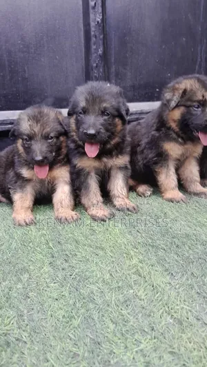 1-3 months Male Purebred German Shepherd