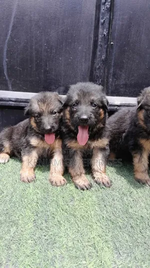 1-3 months Female Purebred German Shepherd