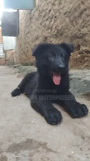 1-3 months Male Purebred German Shepherd