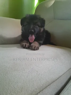 1-3 months Male Purebred German Shepherd