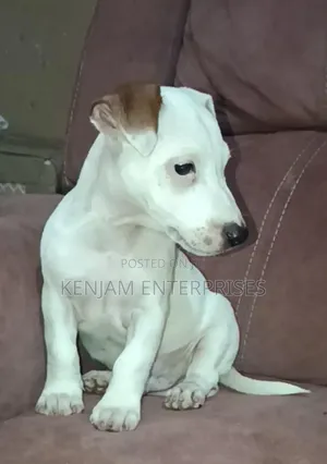 1-3 months Male Purebred Jack Russell Terrier