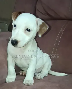 1-3 months Female Purebred Jack Russell Terrier