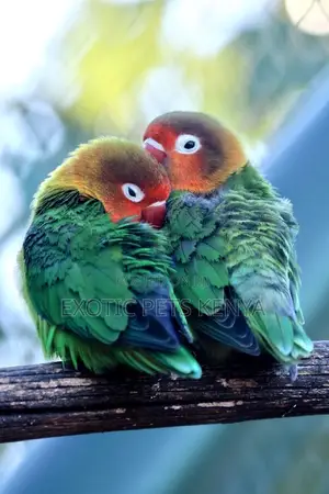 Lovebirds Red and Green
