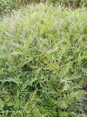 Grevillea Cypress Seedlings
