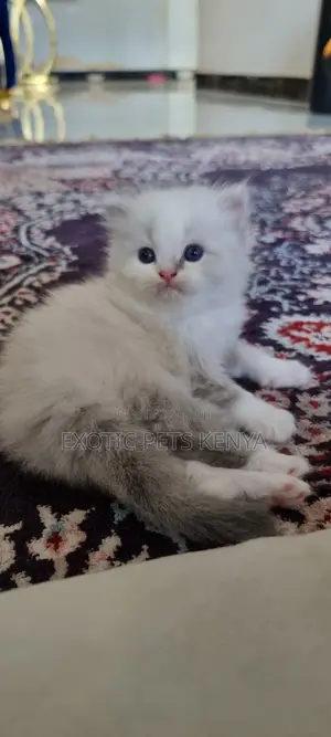 1-3 months Male Purebred Persian