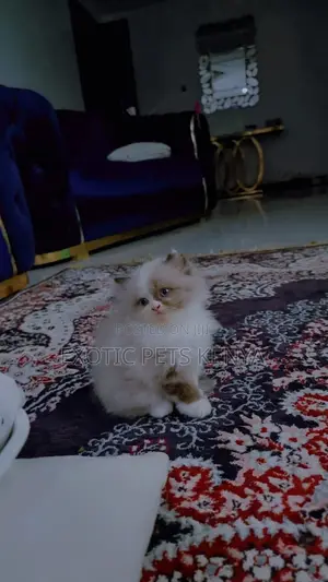 1-3 months Female Purebred Ragdoll