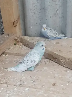 Bugies Birds Available