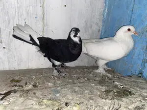 Jumbo White and Black Speed Booted