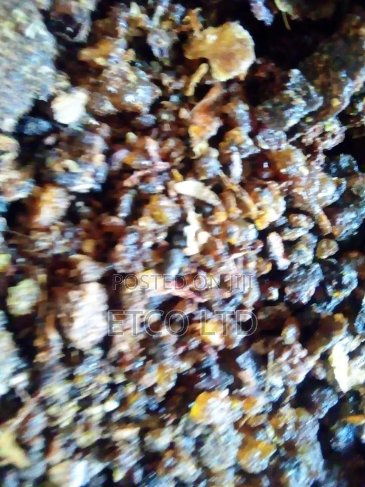 Opoponax Resin