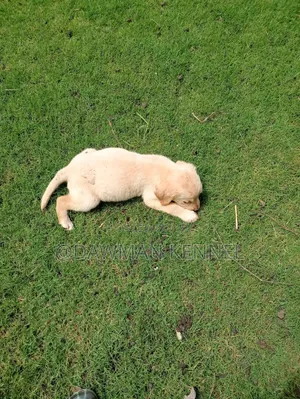 1-3 months Male Purebred Labrador Retriever