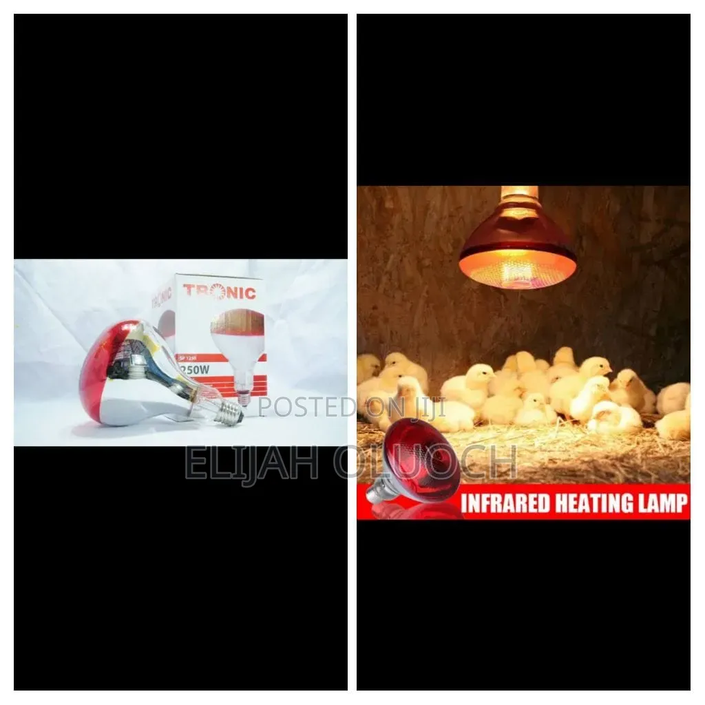 Chicken Bulb