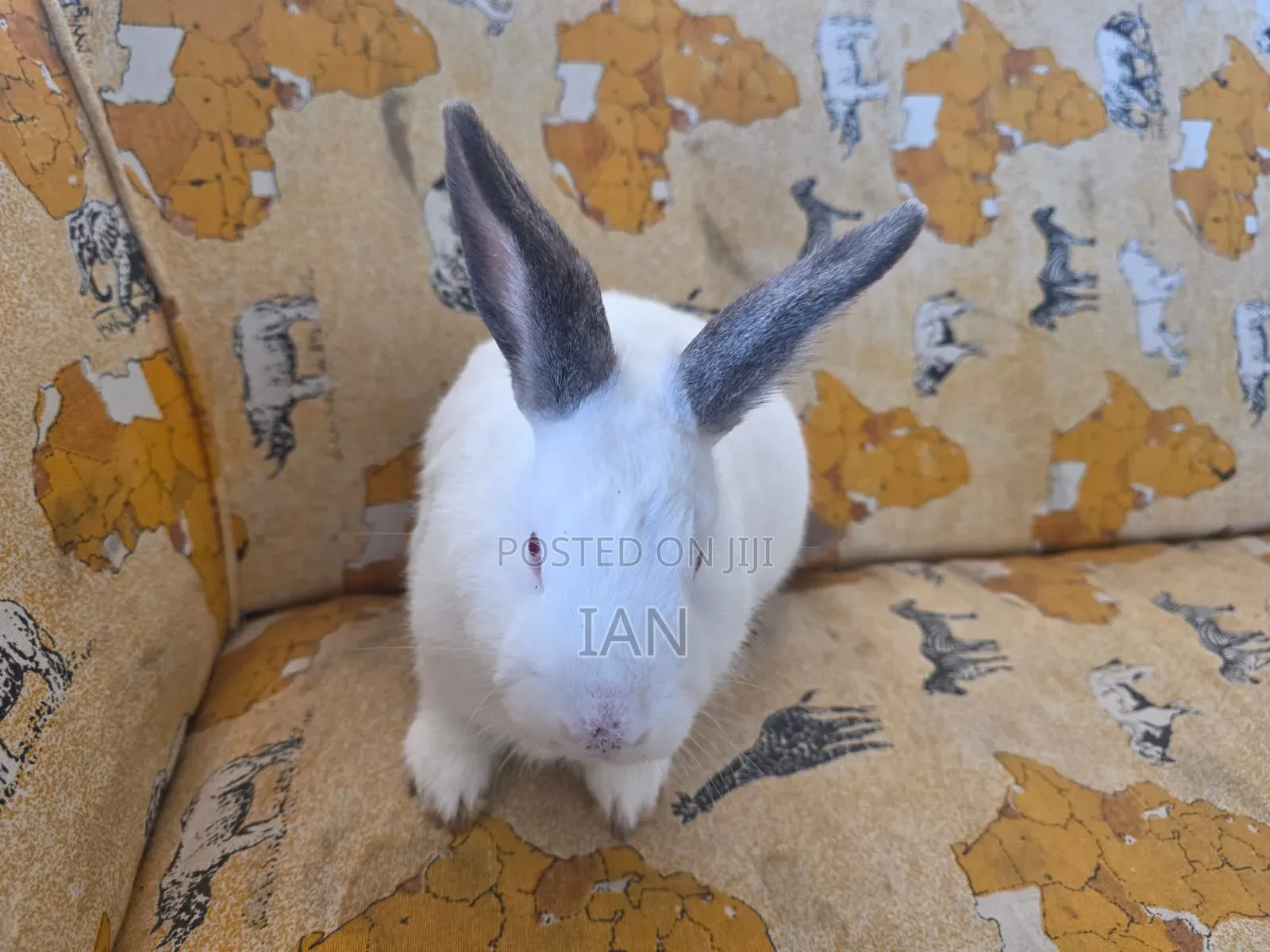 Rabbit for Sale