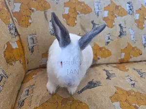 Rabbit for Sale
