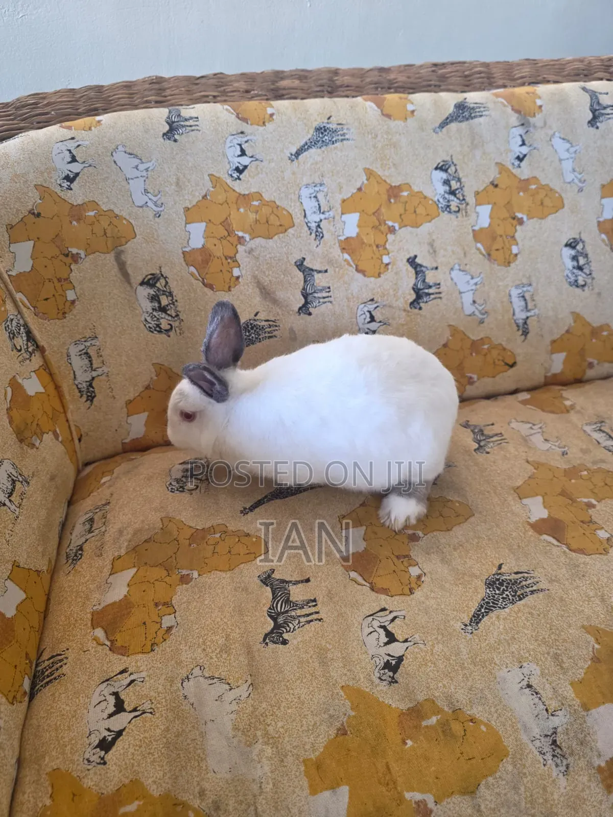 Rabbit for Sale