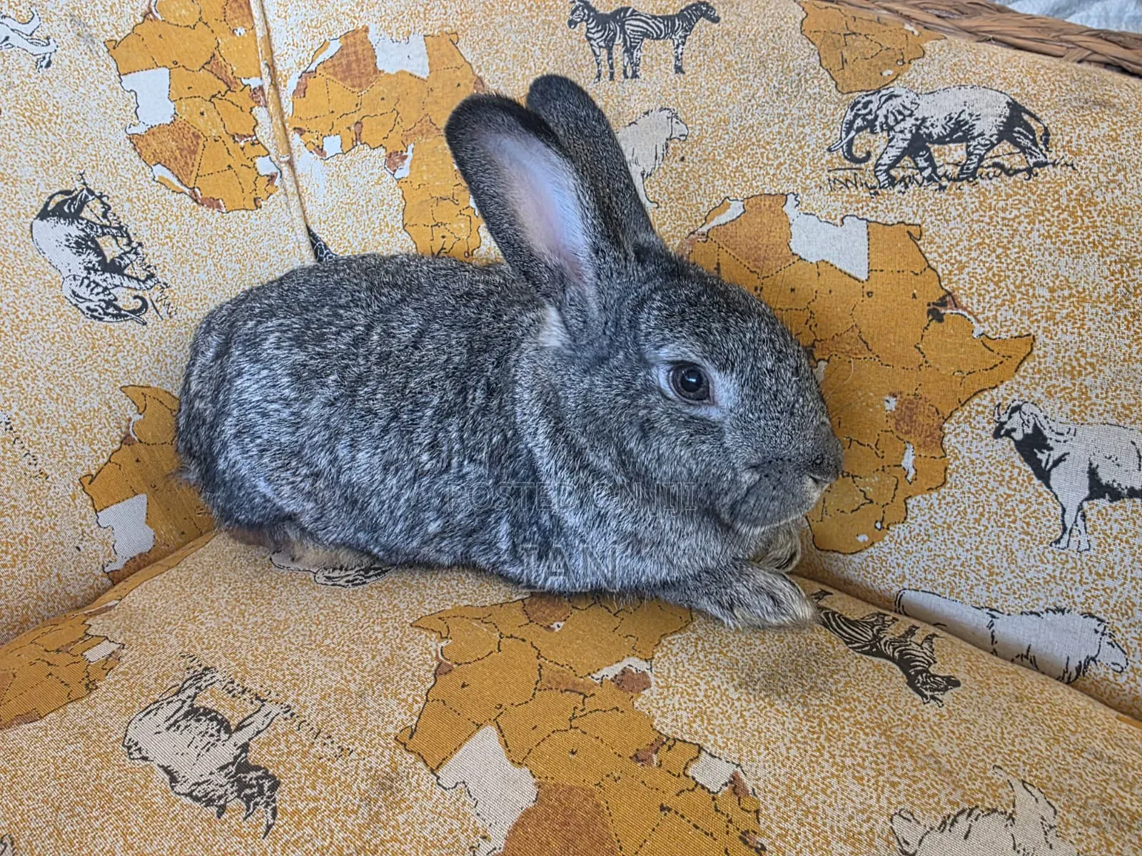 Rabbit for Sale