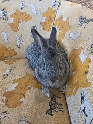 Rabbit for Sale