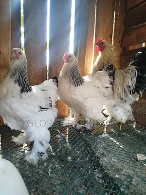 White Columbian Brahma