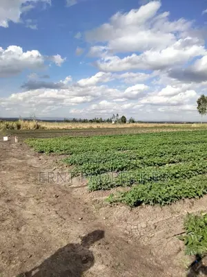 Dragon Fruit Farm — 16 Acres Earning-Ready*