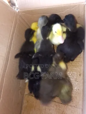 All Types of Ducklings and Eggs Available for Sale