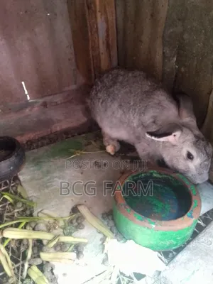 Flemish Giants Rabbit on Sale