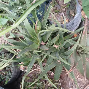 Medicinal Aloe Vera Plant