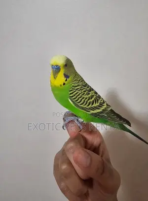 Budgie Birds for Sale in Kenya