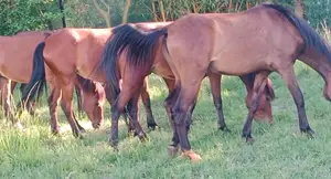 Ponies (Trained)