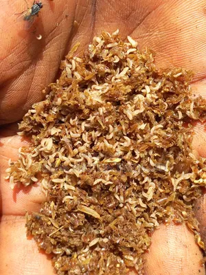 5 Day Old Larvae