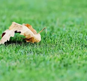 Space Elevation With Artificial Green Grass Carpet