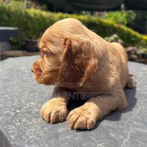 1-3 months Male Purebred Cocker Spaniel