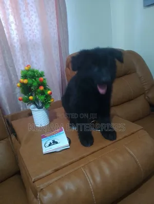 1-3 months Male Purebred German Shepherd