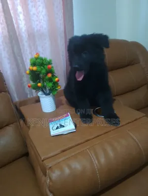 1-3 months Male Purebred German Shepherd