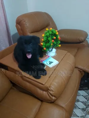 1-3 months Female Purebred German Shepherd