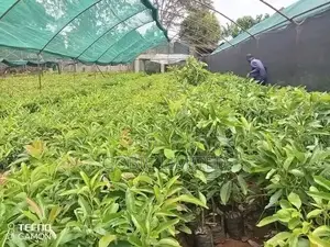 Avacado Seedlings on Sale