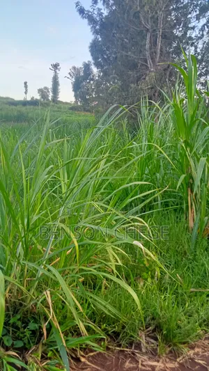 50by100 Plot for Sale in Maragua Town