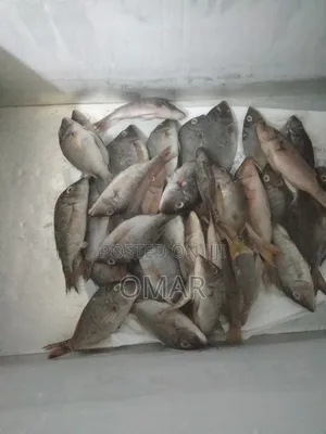 Fresh Fish
