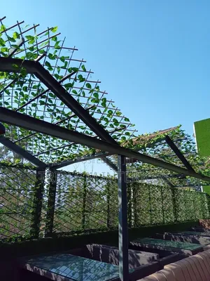 Expandable Green Fence for Classy Outdoor Living