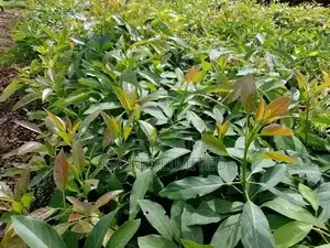 Quality Avacado Seedlings for Sell